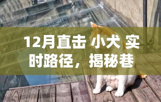 揭秘小犬的十二月巷弄奇遇，實時路徑追蹤，直擊巷深之秘