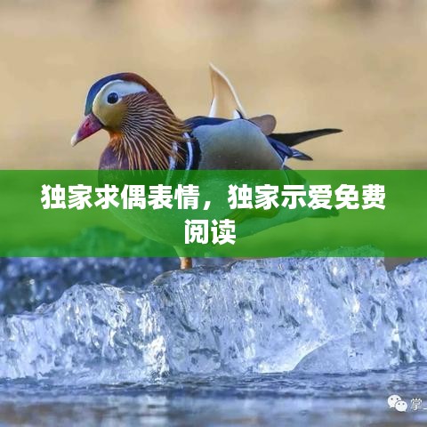獨家求偶表情，獨家示愛免費閱讀 