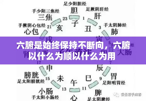 六腑是始終保持不斷向，六腑以什么為順以什么為用 