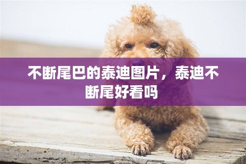 不斷尾巴的泰迪圖片，泰迪不斷尾好看嗎 