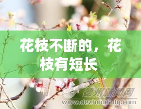 花枝不斷的，花枝有短長 