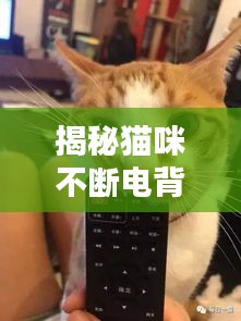 揭秘貓咪不斷電背后的秘密，專家視頻解析來襲！