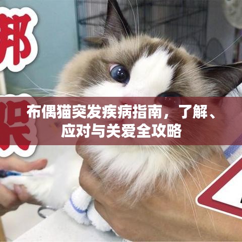 布偶貓突發(fā)疾病指南，了解、應(yīng)對(duì)與關(guān)愛全攻略