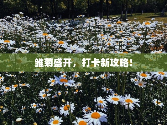 雛菊盛開，打卡新攻略！