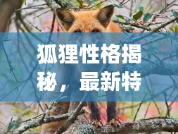 狐貍性格揭秘，最新特點(diǎn)介紹與精彩圖片展示