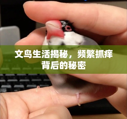 文鳥生活揭秘，頻繁抓癢背后的秘密