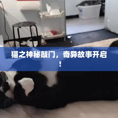 貓之神秘敲門，奇異故事開啟！