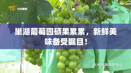 巢湖葡萄園碩果累累，新鮮美味備受矚目！
