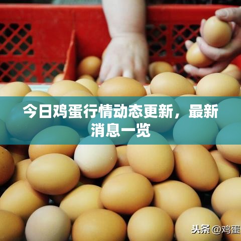 今日雞蛋行情動態(tài)更新，最新消息一覽