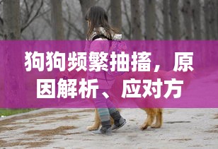 狗狗頻繁抽搐，原因解析、應(yīng)對方法與關(guān)愛重點(diǎn)