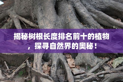 揭秘樹根長度排名前十的植物，探尋自然界的奧秘！