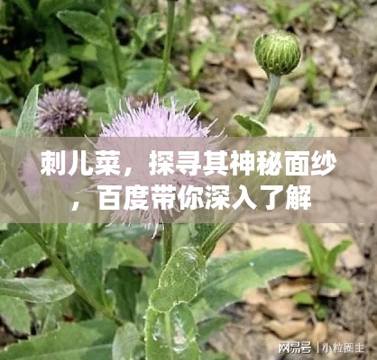 刺兒菜，探尋其神秘面紗，百度帶你深入了解