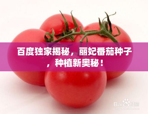 百度獨(dú)家揭秘，麗妃番茄種子，種植新奧秘！