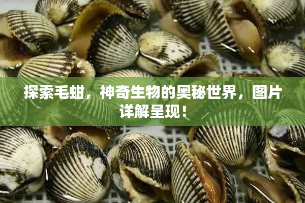 探索毛蚶，神奇生物的奧秘世界，圖片詳解呈現(xiàn)！