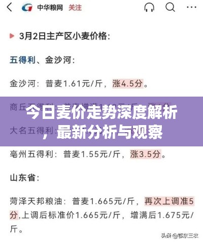 今日麥價走勢深度解析，最新分析與觀察