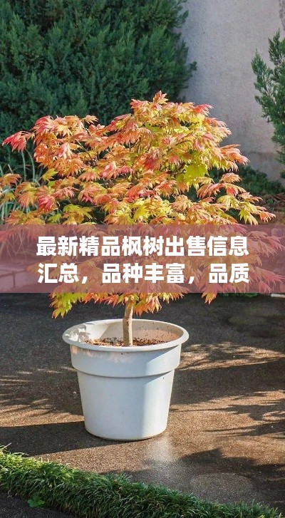 最新精品楓樹出售信息匯總，品種豐富，品質(zhì)卓越